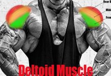 Deltoid Muscle Deltoid Muscle