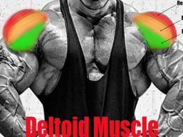 Deltoid Muscle