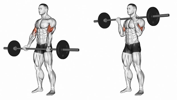 How to Do Biceps Barbell Curl