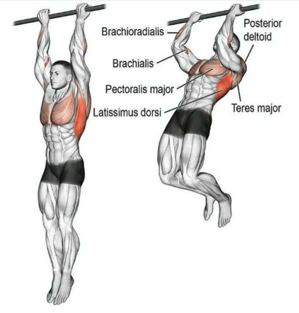 How to Do Close Grip Reverse Pull-Up