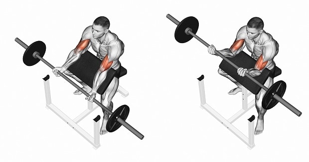 How to Do Scott Barbell Bench Curl