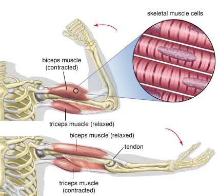 Biceps: Anatomy